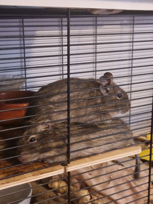 Veveriță degu adultă