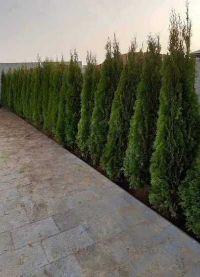 Plante de Pepinieră pentru Curte – Servicii de Montaj Inclus