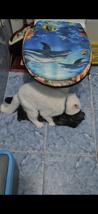 Вязка кот шотландский вислоухий