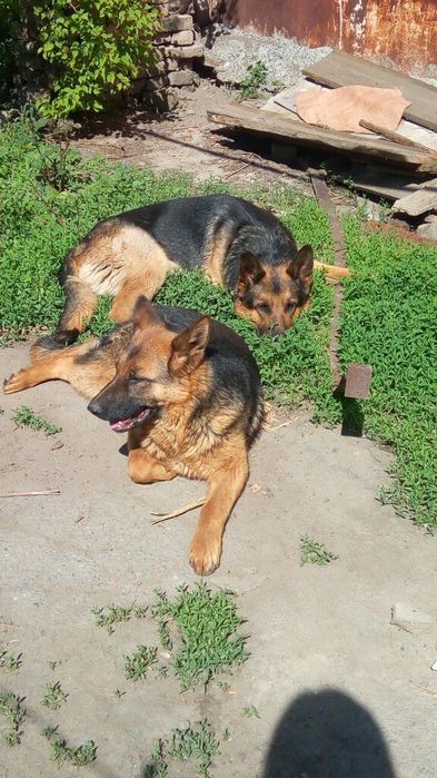 Немецкая овчарка, кобель