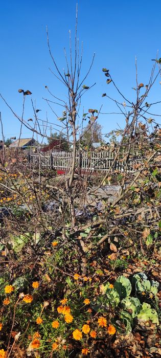 Продам дачу с баней в  СТ  Борки