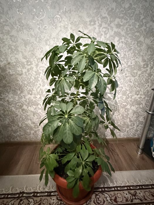 Комнатные растения