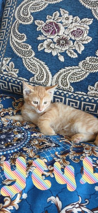 Котята в добрые и заботливые руки.