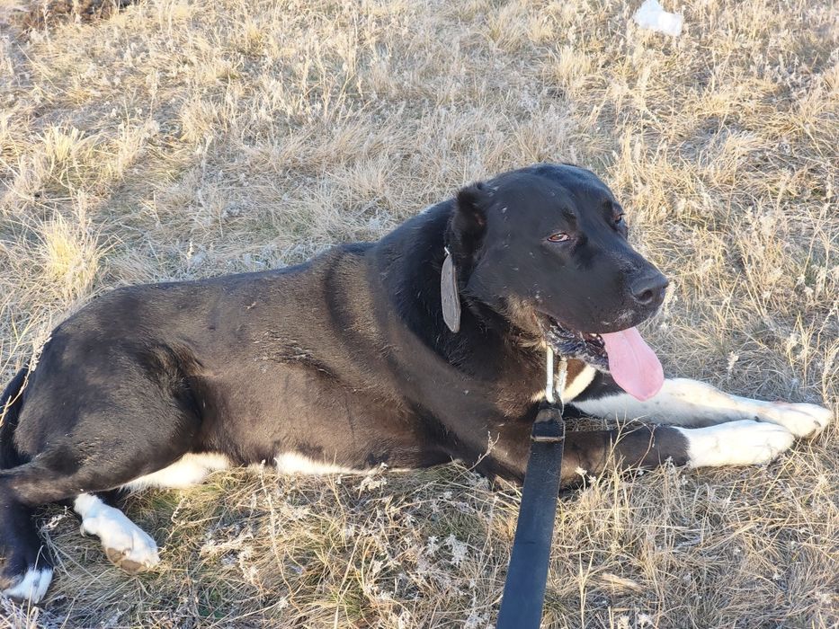 Продаётся алабай