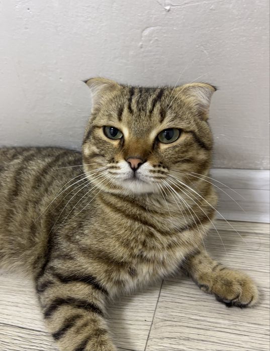 Вислоухий кот, ұл