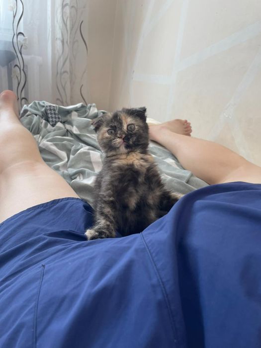 вислоухий котенок, девочка