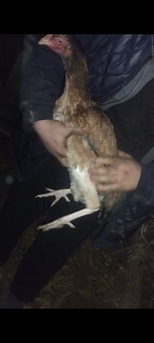 Дакан куры по 7-8 месяцев