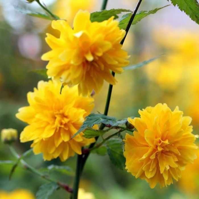 Butas / Răsad pt plantat de Trandafir Domnesc sau Kerria Japonica, fluorescenta bogata