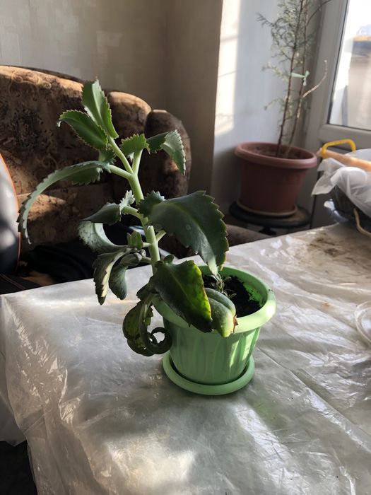 Цветок Коланхое