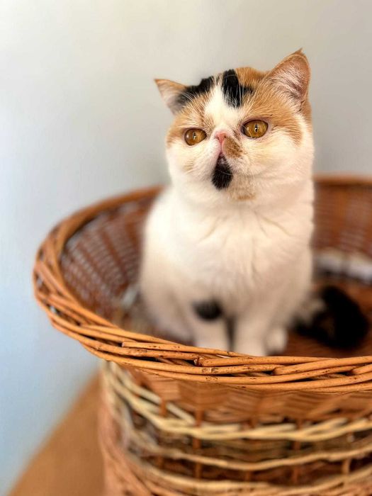 Продава се в развъждане котка, порода экзот. Родена 28.04.25.