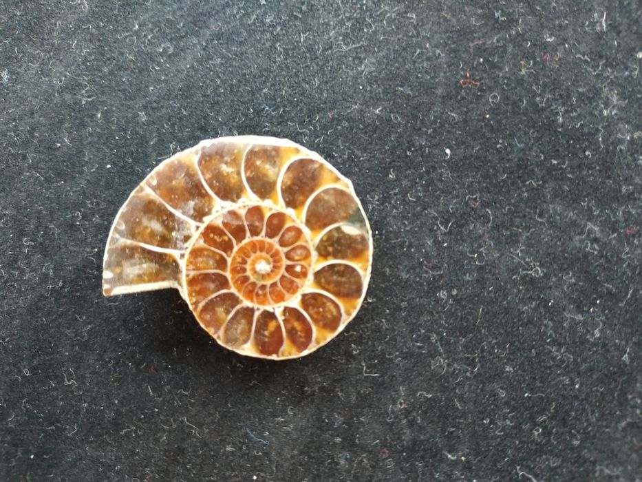 Брошка от естествен амонит-фосил, произход Мадагаскар