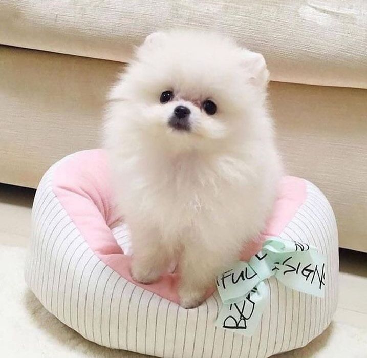 Мини шпиц белый фото Мини шпиц белый фото