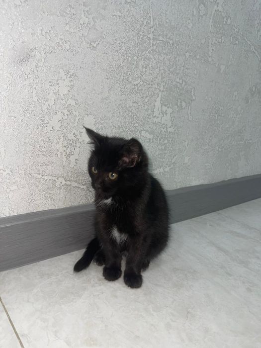 Отдам котят бесплатно