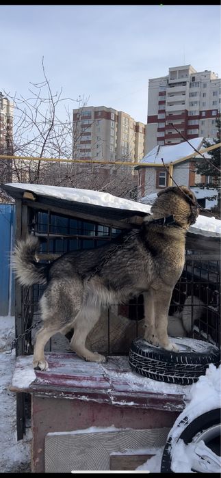 Продам суку сао молодая.