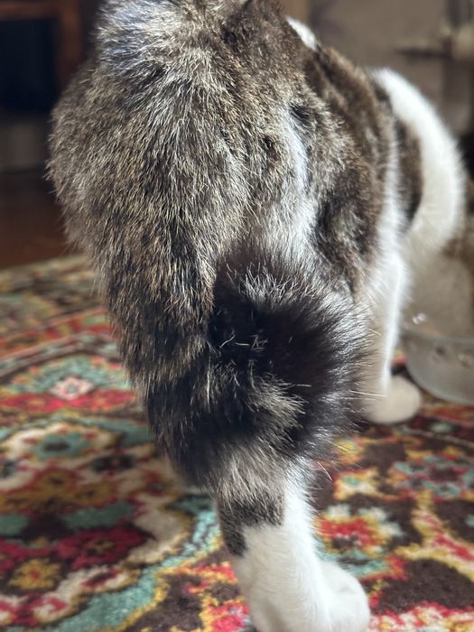 Кастрированый котик