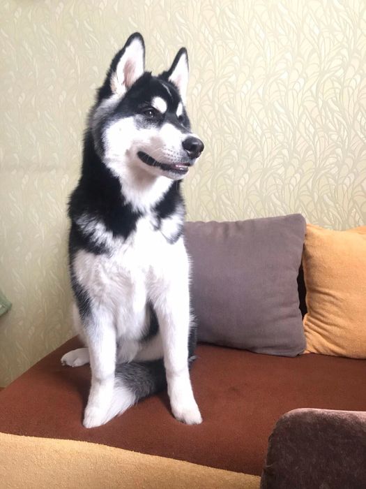 Отдам в хорошие руки Хаски