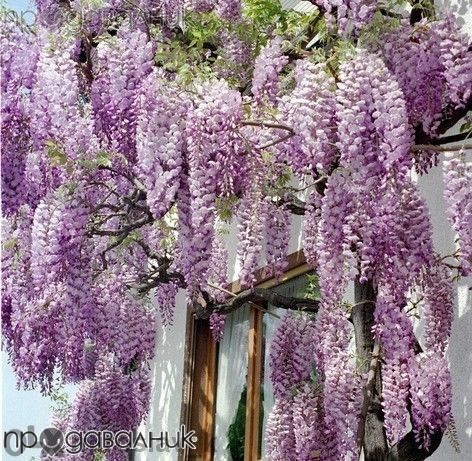 Вистерия (розова,бяла,синя)