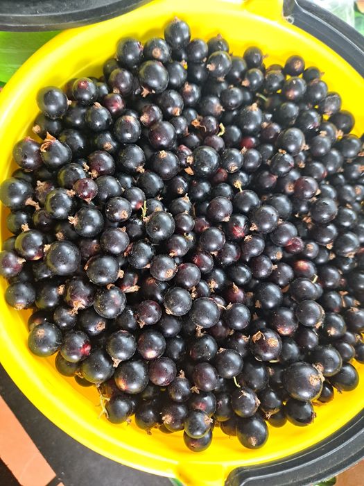 Смородина черная дачная