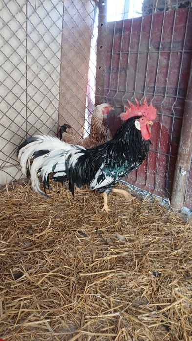 Cocos rasa ameraucana și italian