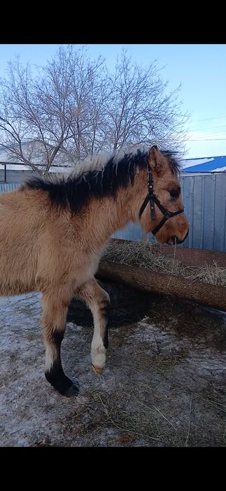 Баспақ және жабағы