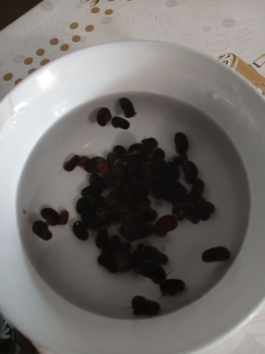 Улитки аквариумные