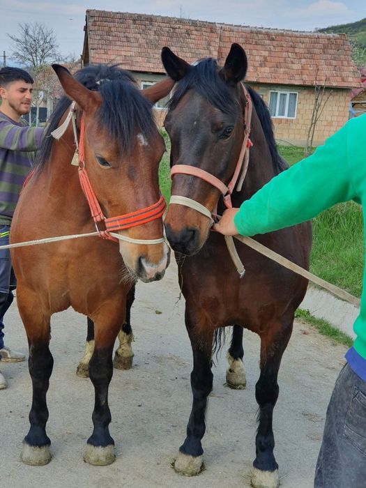 De vânzare manza de 2 ani învățată la căruță blândă  pret.2000 Eur neg