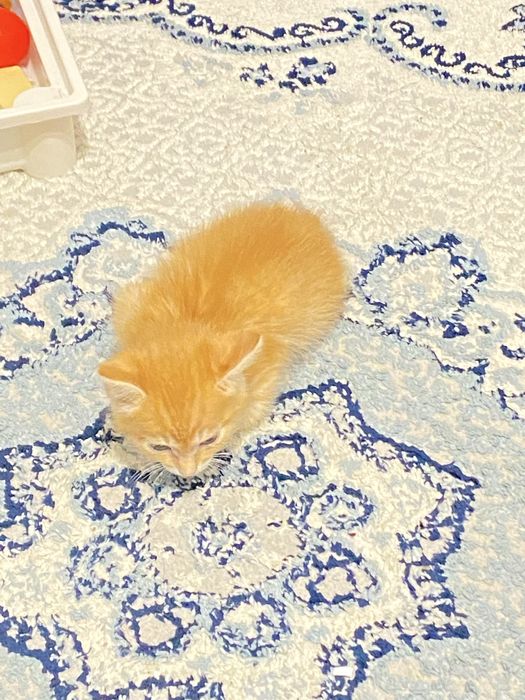 Отдам котенка в добрые руки