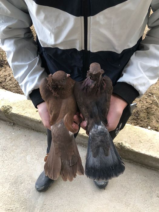 Голуб 2.000 голуби кептер