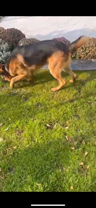 Овчарка с питомника