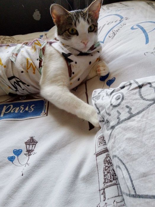 Ищем дом для кошечки Зимы