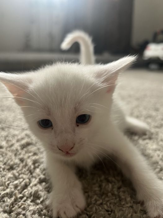 Отдам домашних котят бесплатно