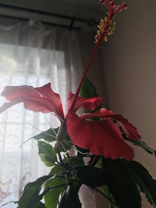 Продам гибискусы в вазонах