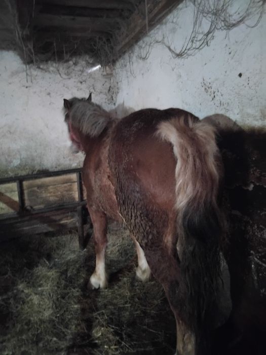 O mânză de vânzare din an jumate