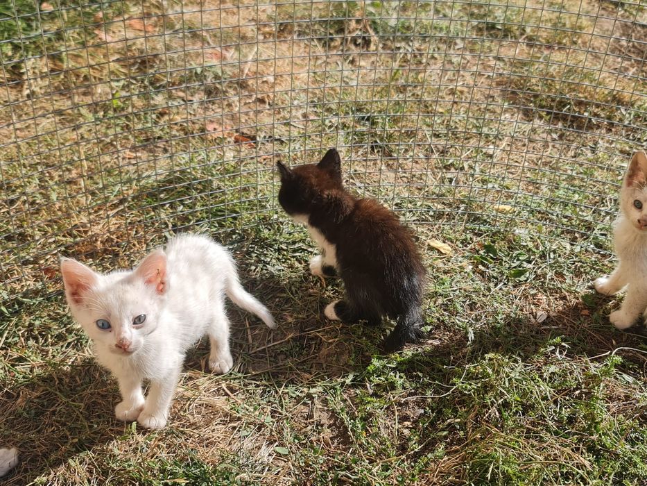 Donez/ofer spre adopție  pui de pisica