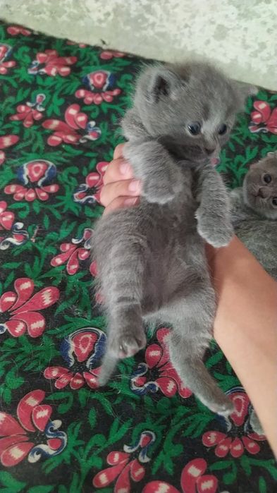 Мушукча сотилади