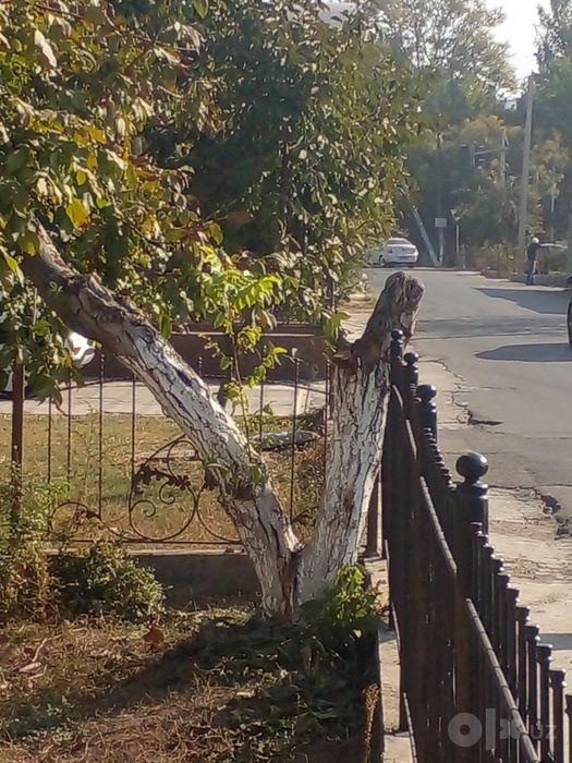 Енгок Дарахт Дарахт