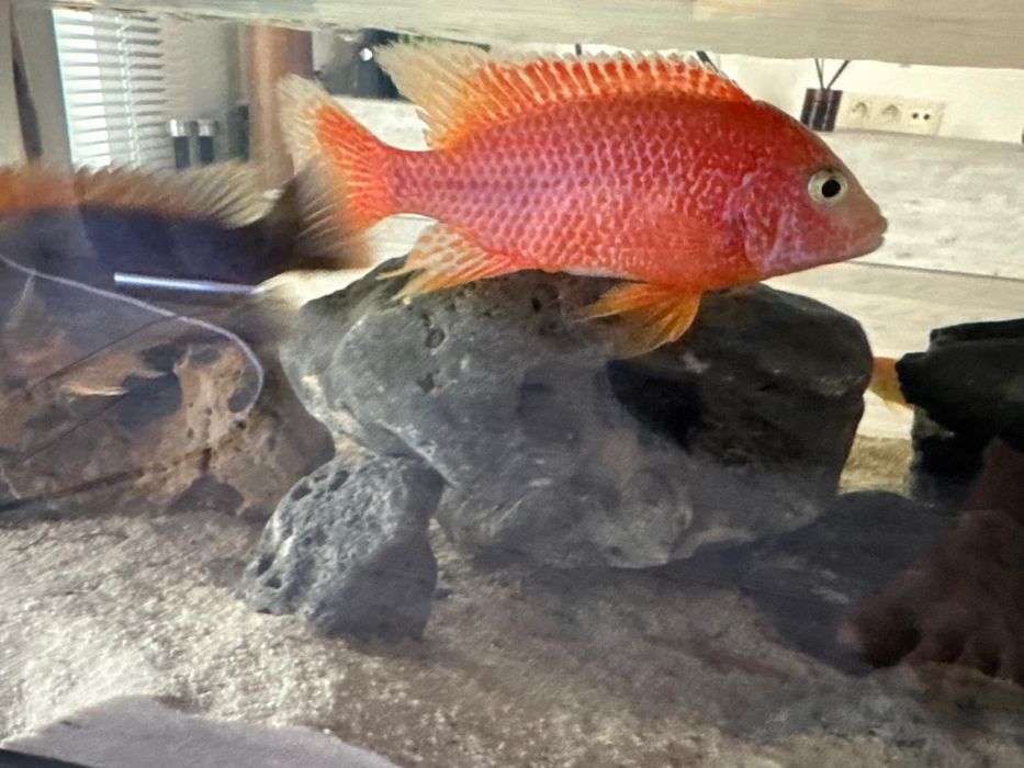 Acvariu in masa cu pesti, cliclide africane