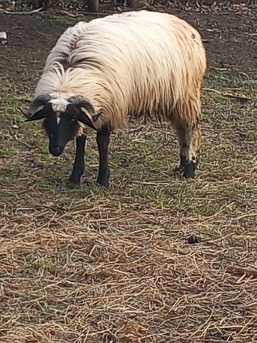 Vând berbecuț breaz