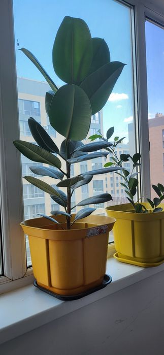 Продам Комнатные растения