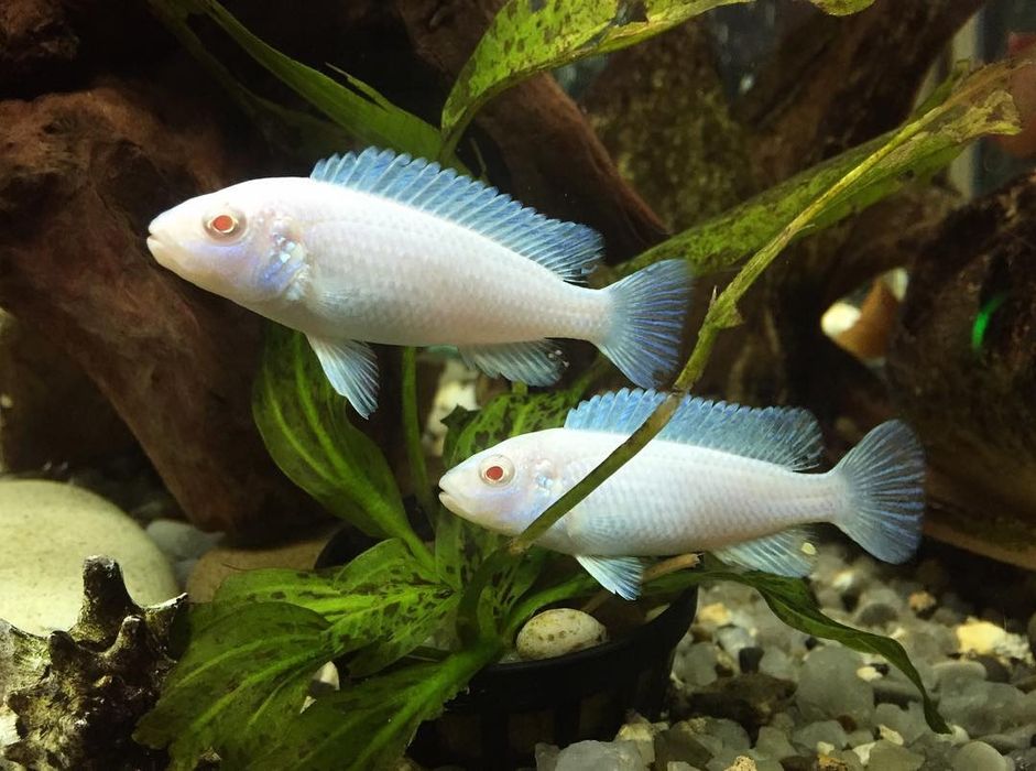 Псевдотрофеус Снежный принц