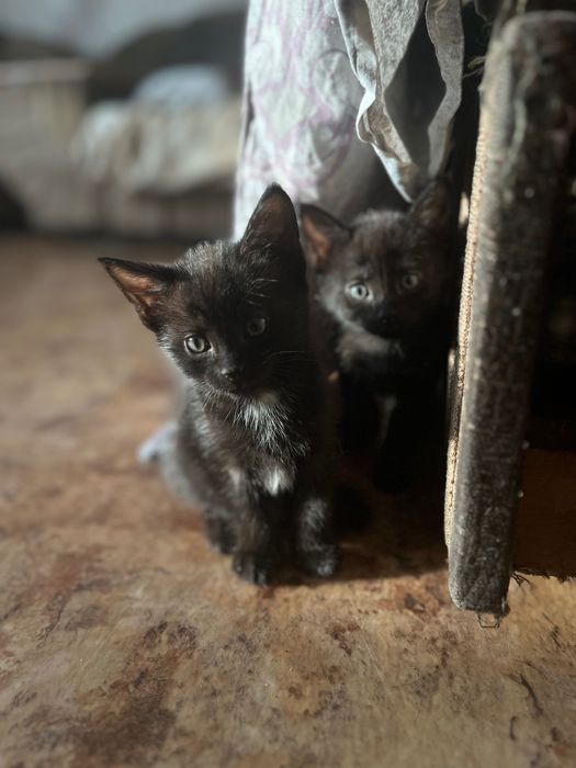 Котята бесплатно