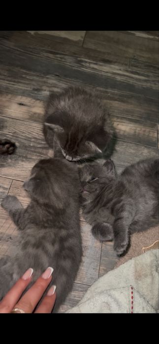 Смесь БританШотландские котята))