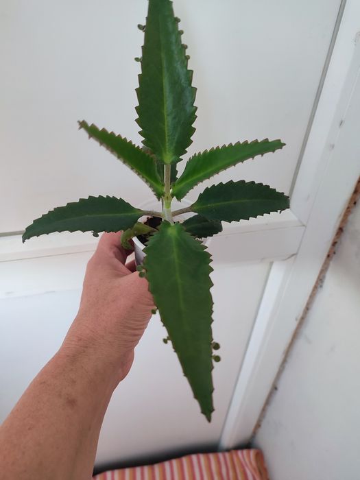 Каланхоэ лечебное.