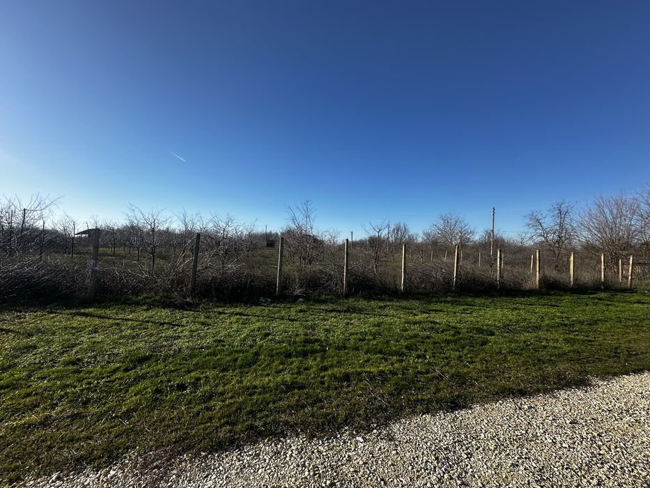 Овощна градина от вишни / 2дка