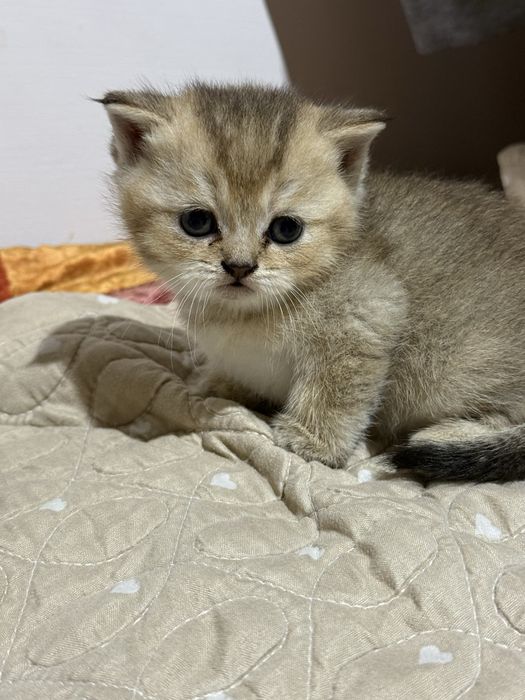 Продаются породистые котята