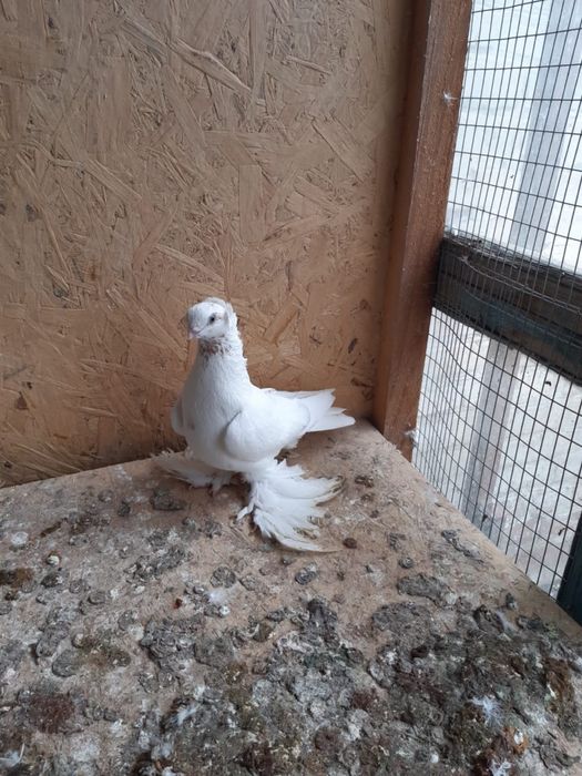 Продам гульбадам