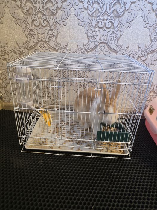 Кролик декоративный