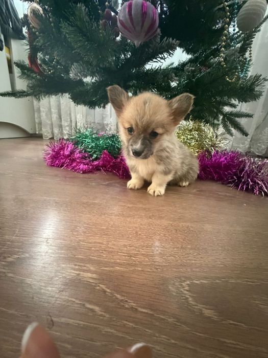 Продаются щенки корги