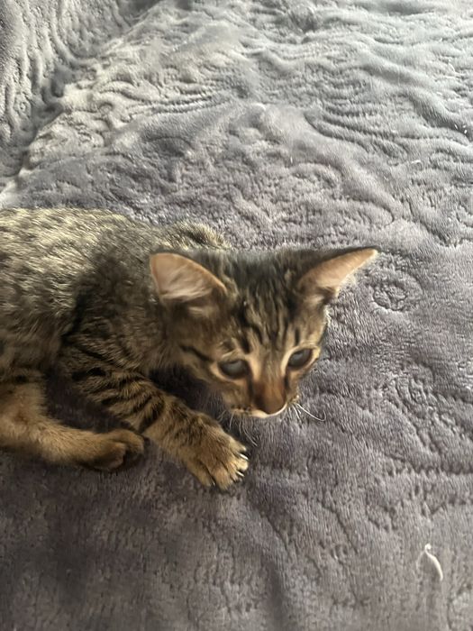Котенок мальчик ищет дом