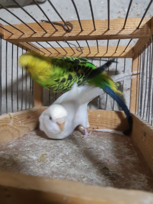 Valnisti papugay para